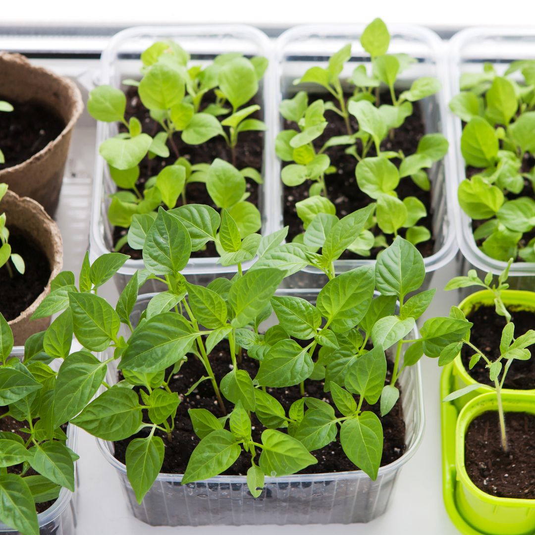 7 Tips to Start Your Own Herb and Vegetable Garden from Seed | Indian Creek  Nursery and Garden Center